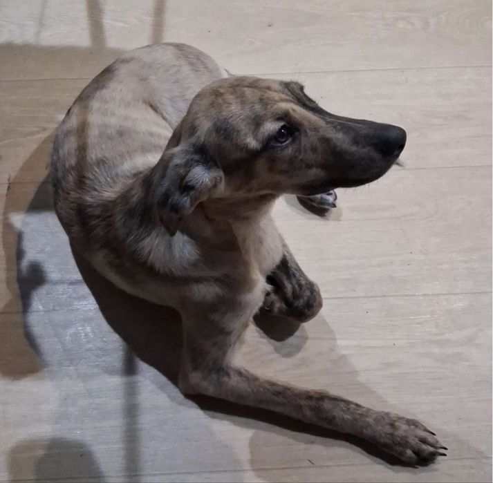 Собака девочка.