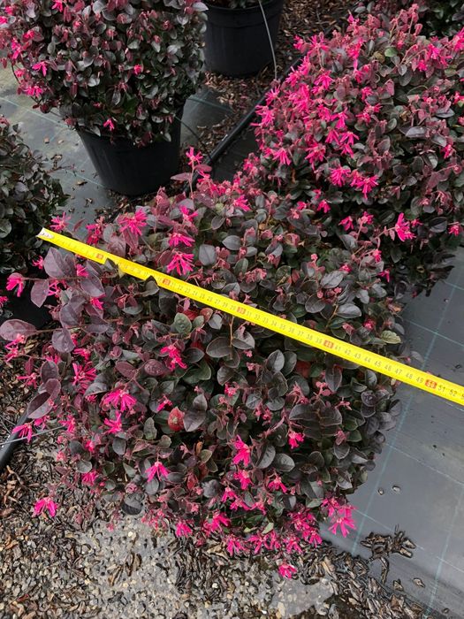 Loropetalum calitate extra