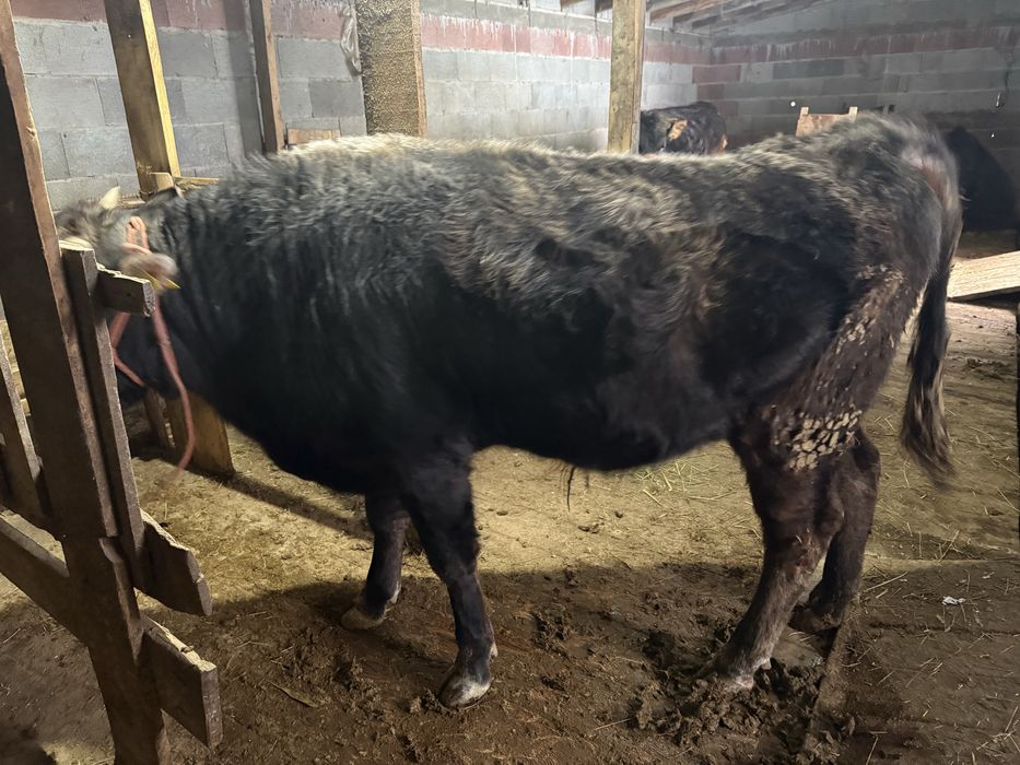 Продам полтарашку