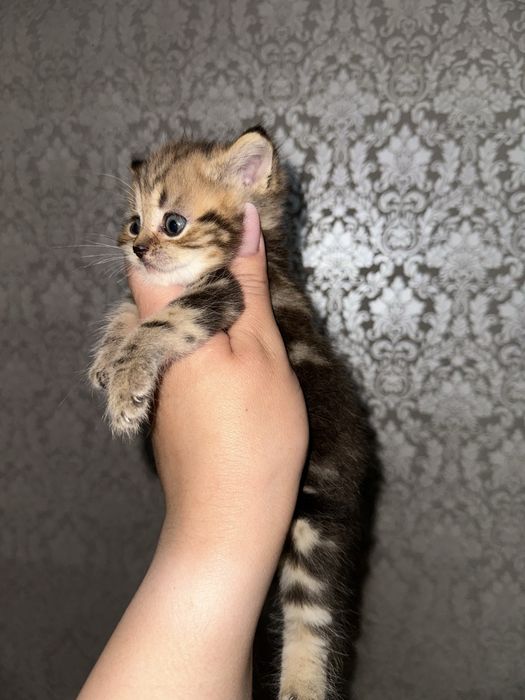Шотландские котята