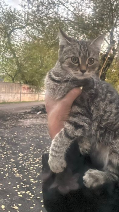 Кошки и собаки внимание