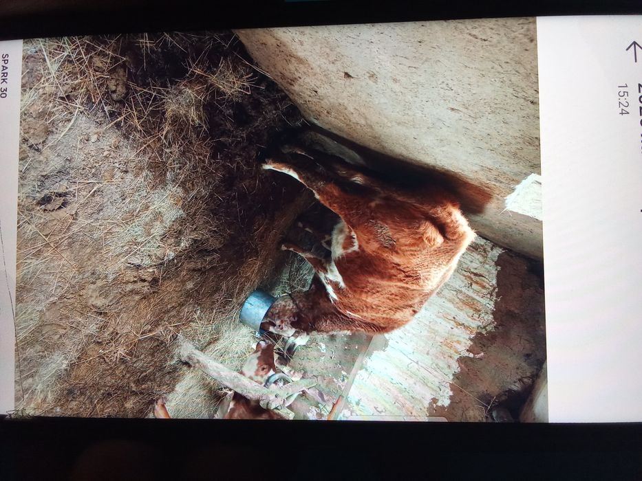 15 бұқа,екі сиыр сатам