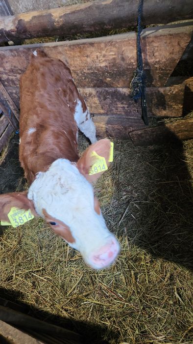 Vând titica 4 săptămâni