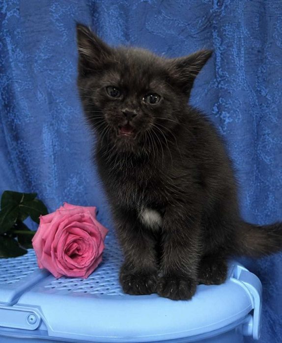 домашние  кошки и котята