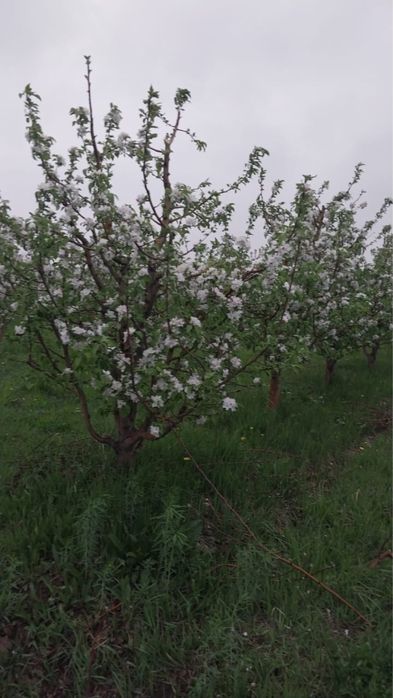 Сад плодоносящий