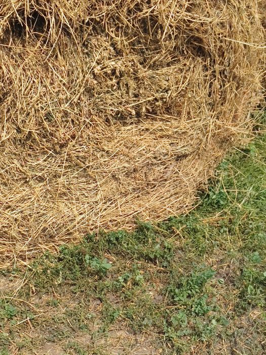 Baloți lucerna 120x120