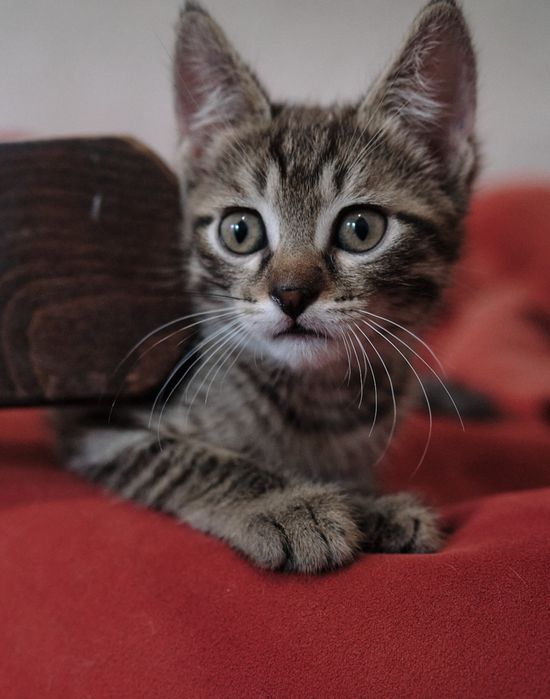 Котята 2 месяца.