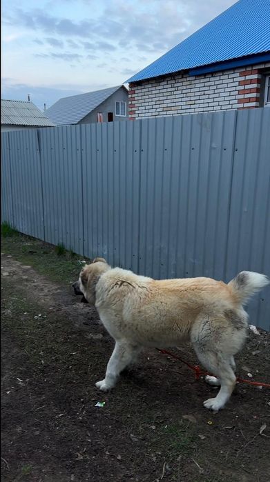 Собака Алабай,10мес