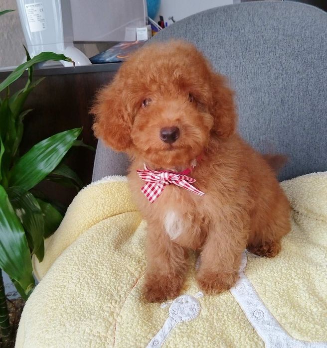 Мини пудел/Mini poodle момченце