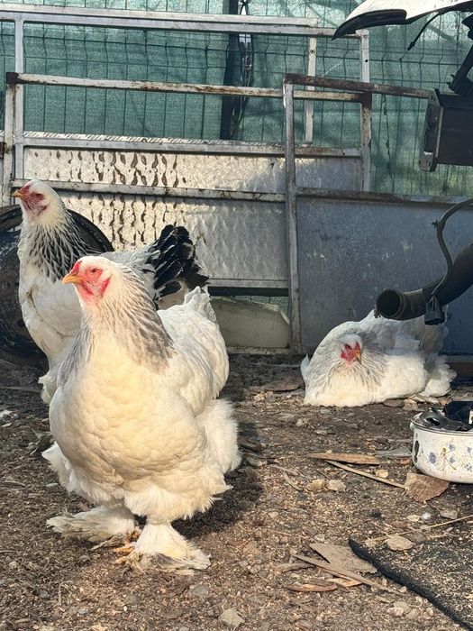 Ouă brahma herminat deschis