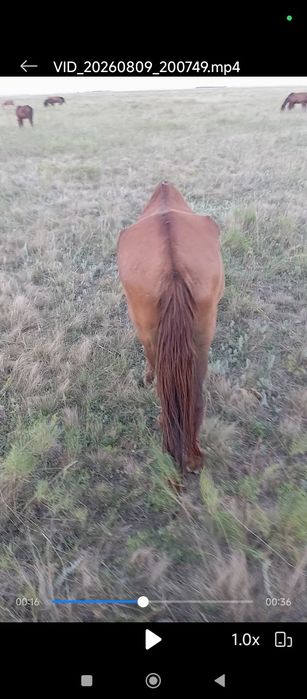 Продам кабылу жеребую