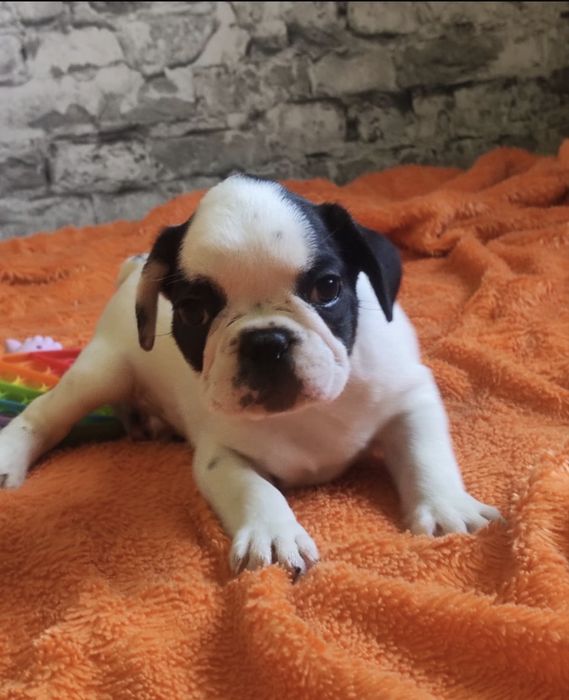 Французский бульдог