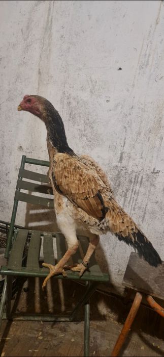 Дакан шамо курочка 100 (лимон)