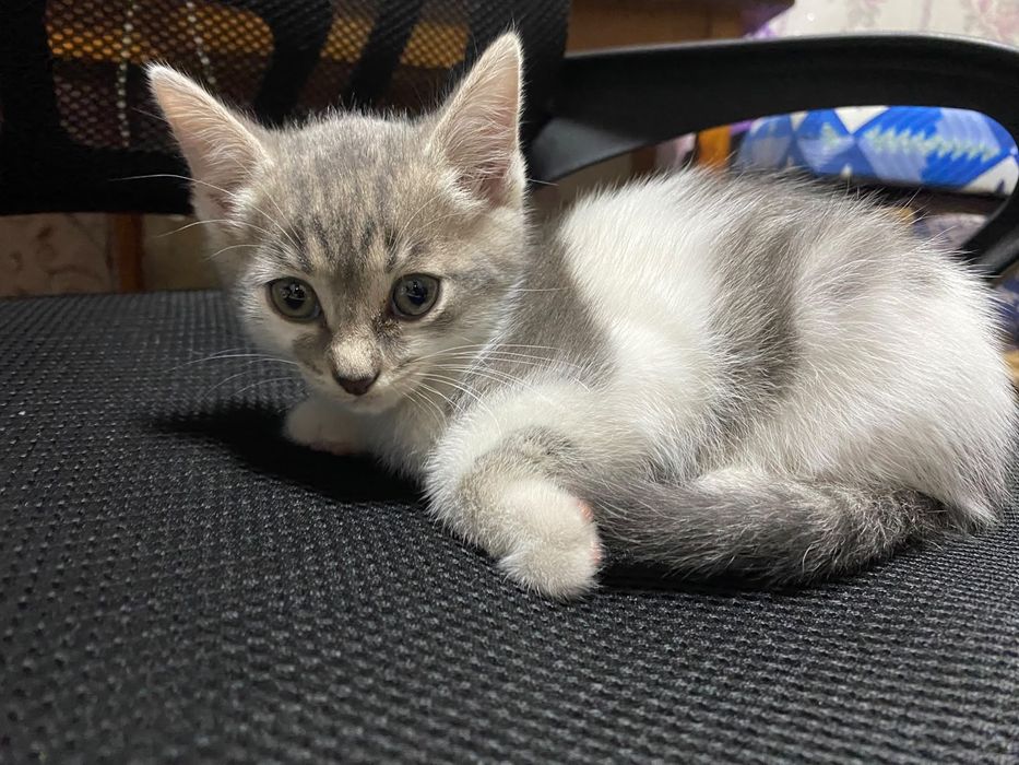 Ждут хозяев котята!