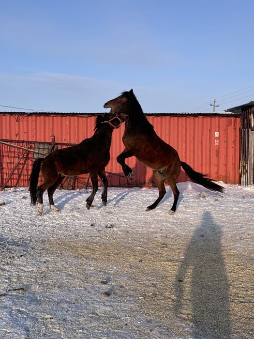 Продам жеребца айгыра 5 лет