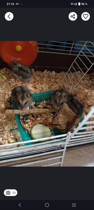 Продам хомяков джунгариков