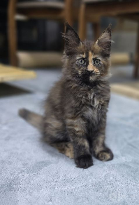 Продаются котята Мэйн кун