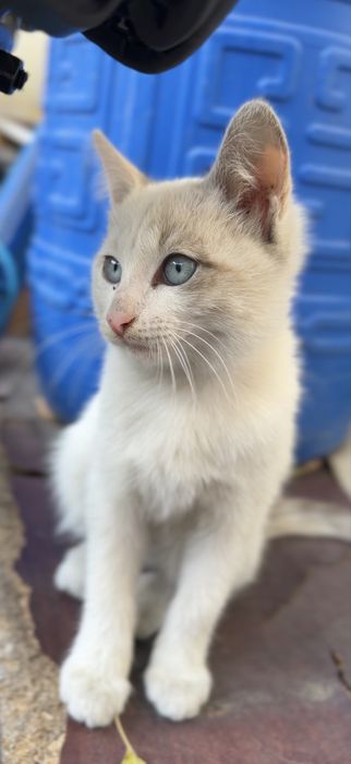 Срочно отдам сладких котят