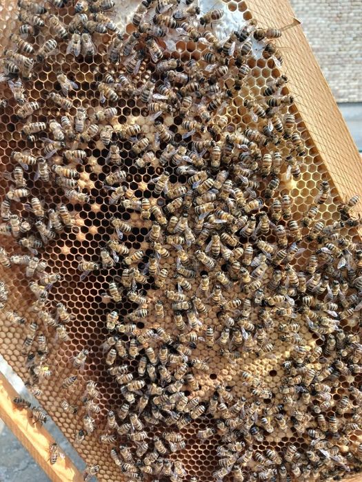 Asal ari oilasi sotiladi