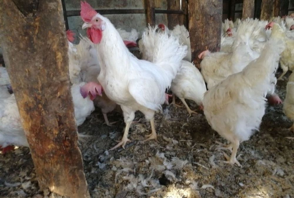 Молодые несушки легорн