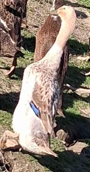 Rațe indiene tinere