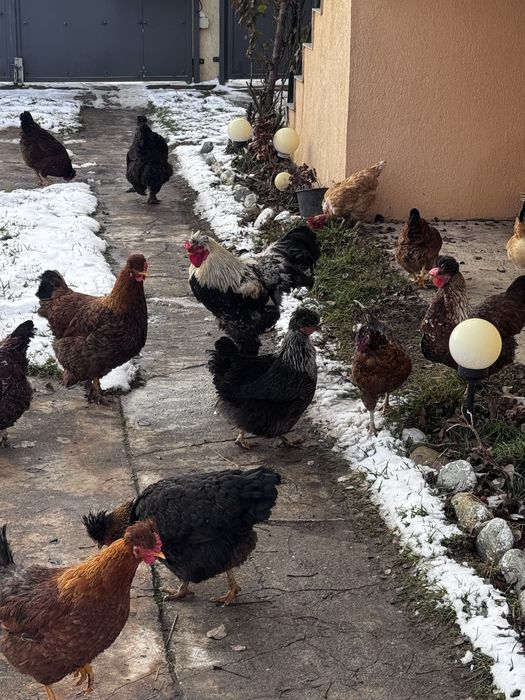 Oua gaini motate si barboase