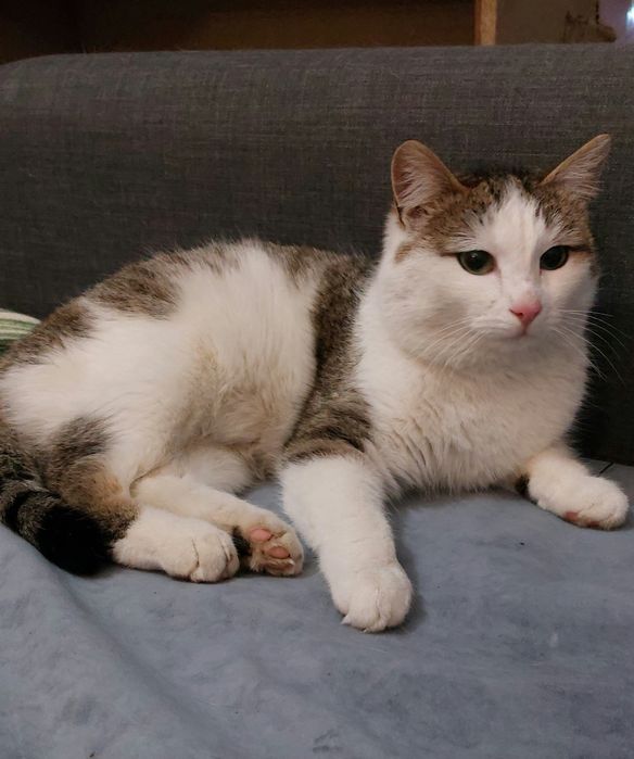 Отдам котика, зовут Лютик.