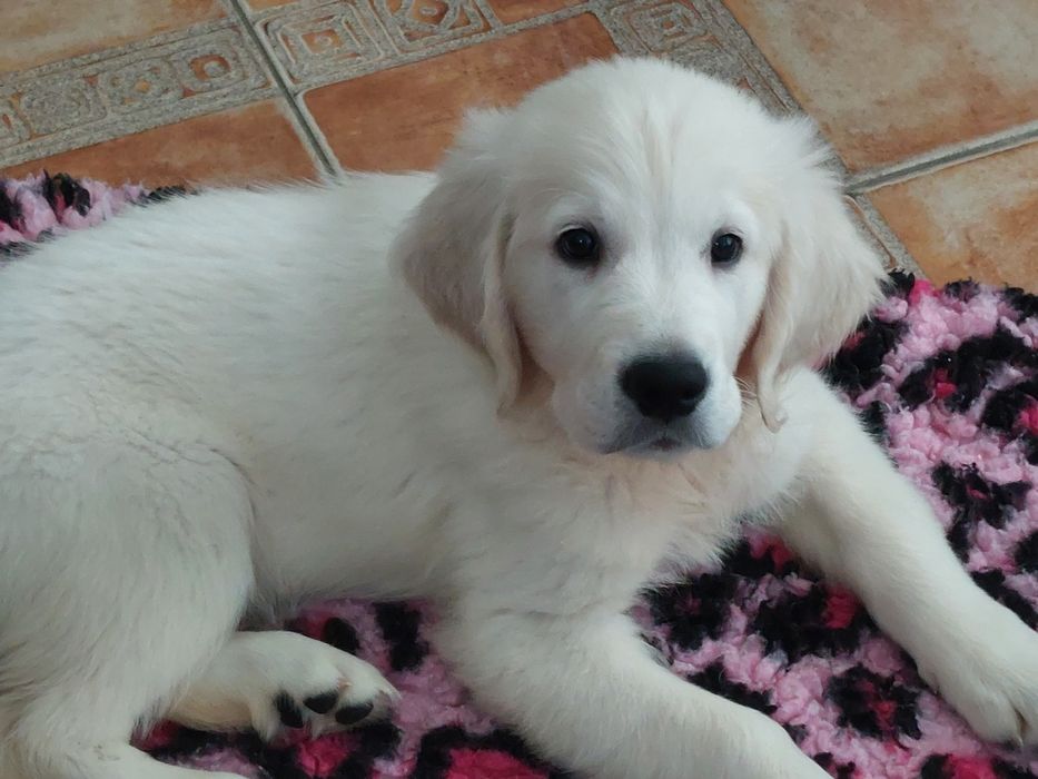 Vand catelus de golden retriever