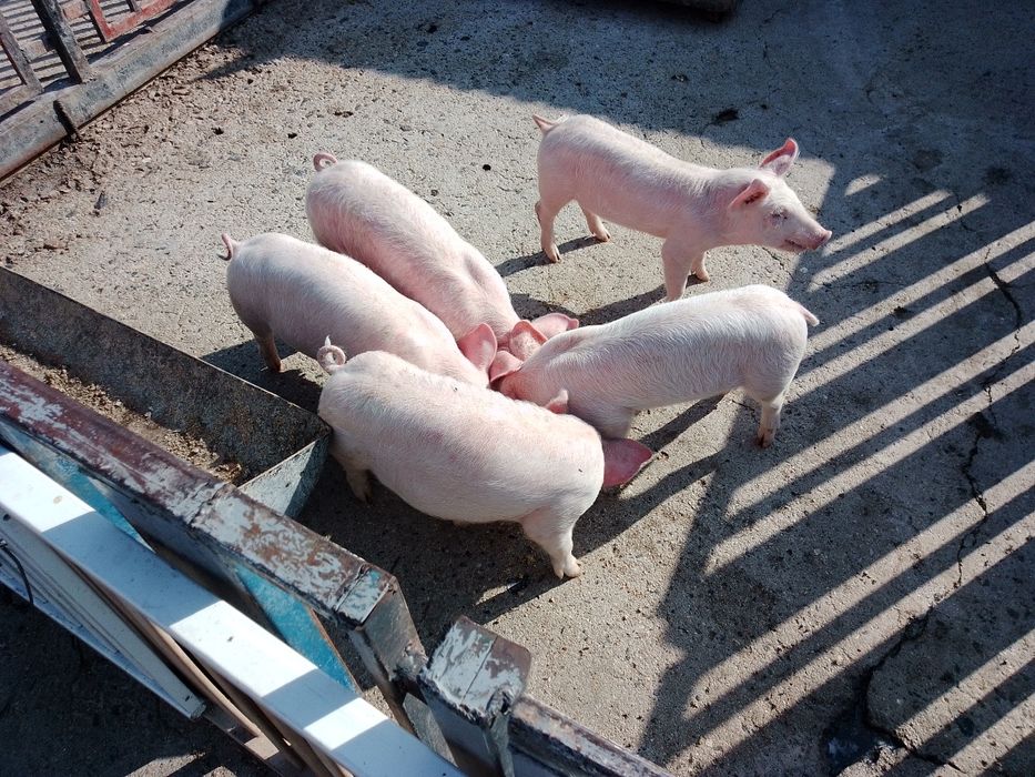 250лв. прасета порода голяма бял поа и ландрас