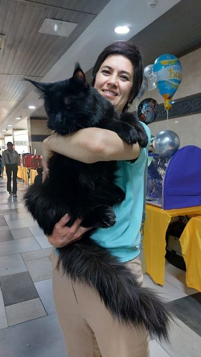 В рассрочку Котята Мейн-кун элитные