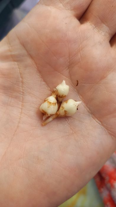 Клубни  алоказий