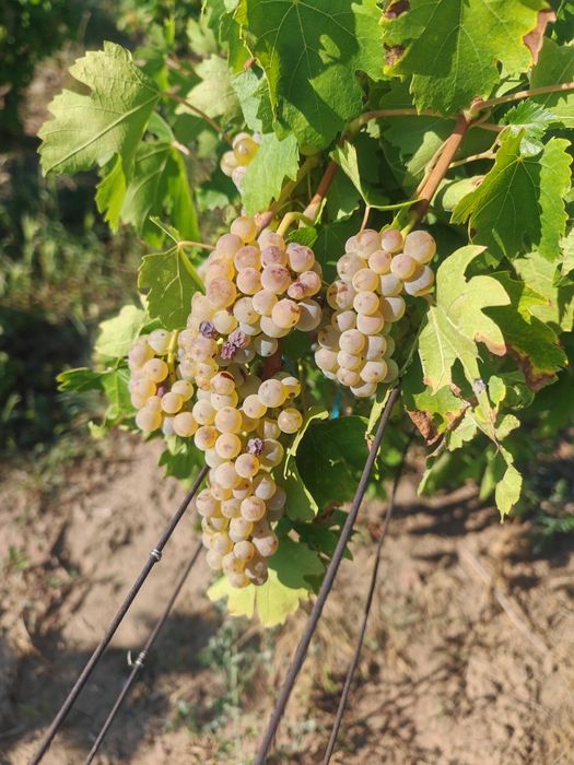 Struguri de vin feteasca regala