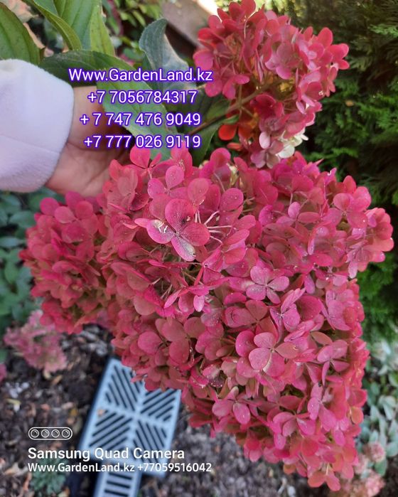 Ванилла Фрейз саженцы гортензия метельчатая