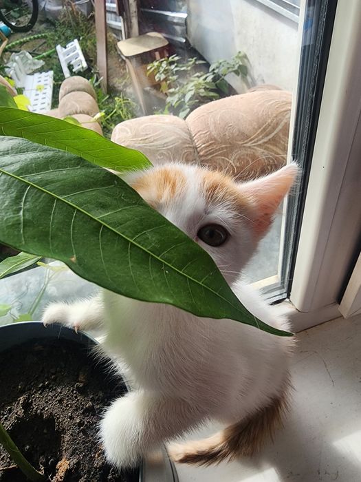 Котёнок в добрые руки