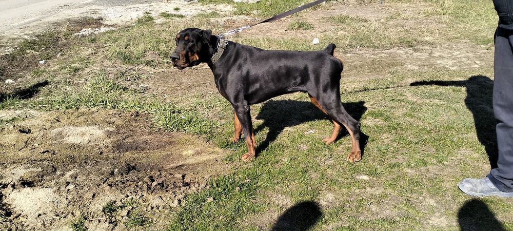 Femelă Doberman Black & Tan