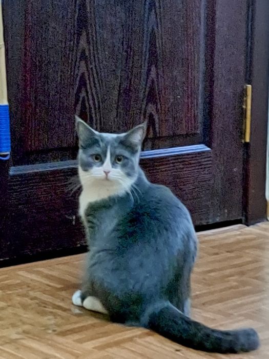 Продается чистокровный скотиш страйт