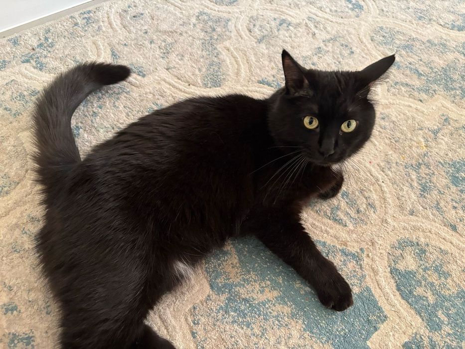 Пристраивается кот в добрые руки