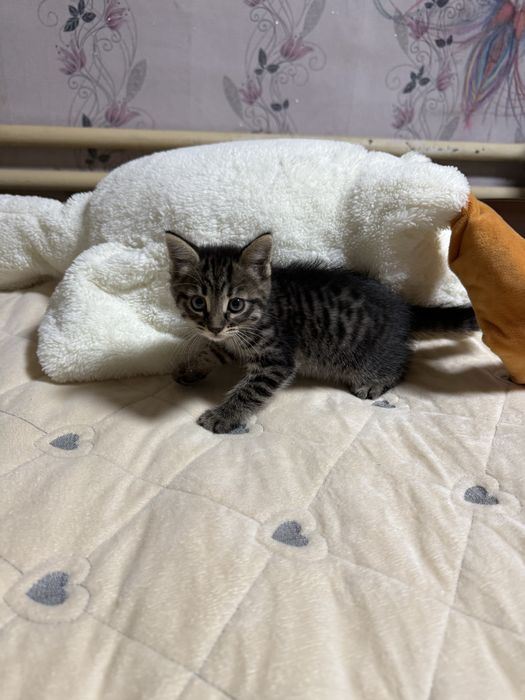 Котята бесплатно