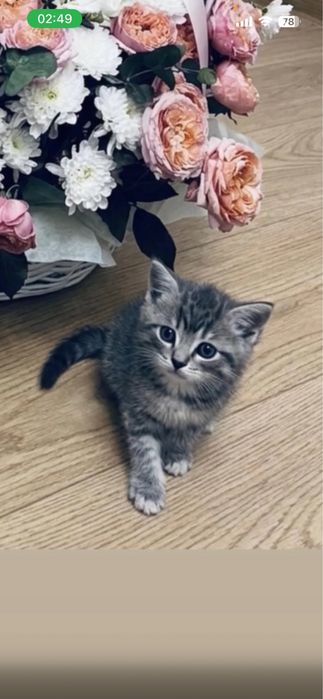 Кошка британский
