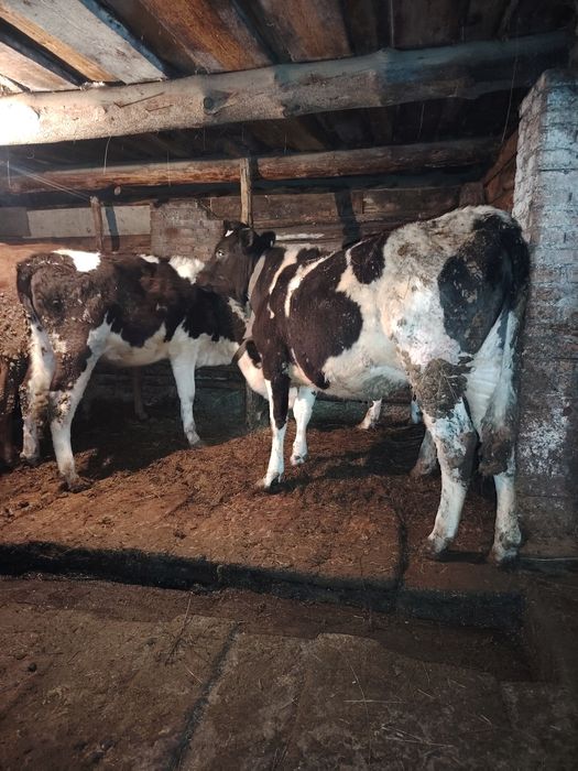 Тёлка продаётся 600 тыс