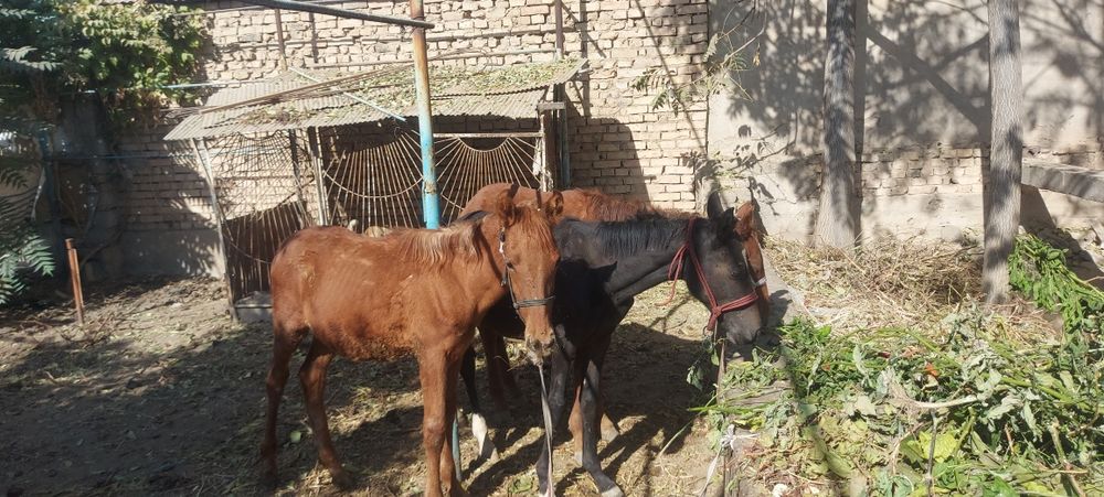 От той 2 та эркак 1 та ургочи