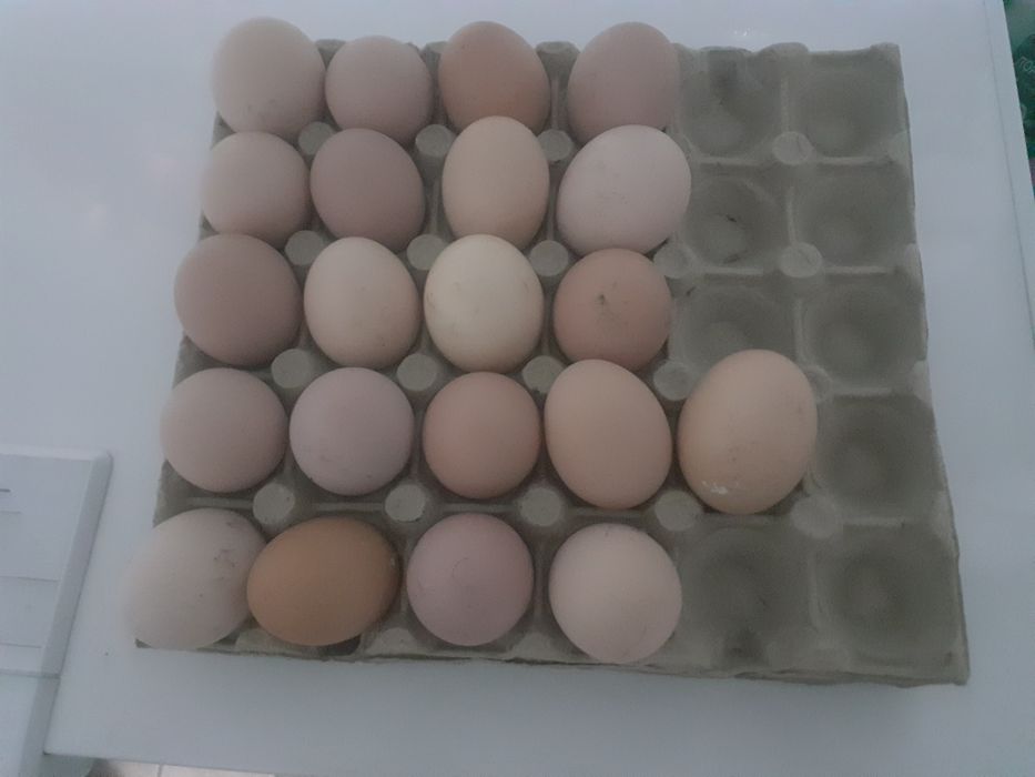 Vand oua pentru incubat de la gaini Brahma potanichiu