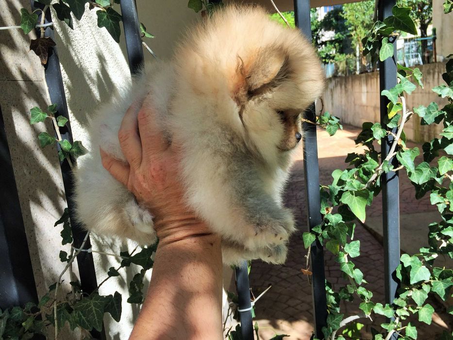 Померан мини Померанчета