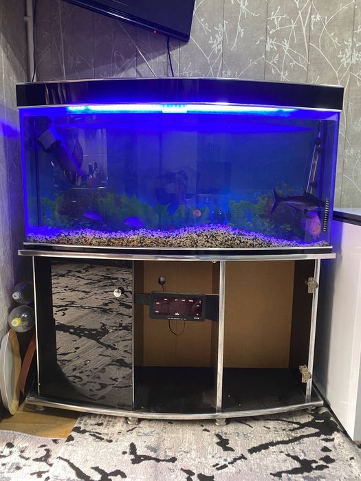 Акварим и рыба продаётся