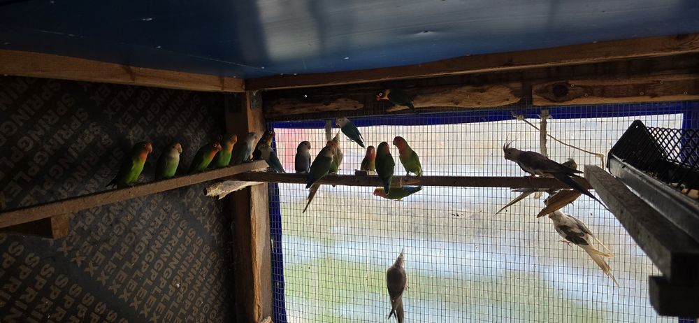 Александри монаси неразделки и др видове папагали