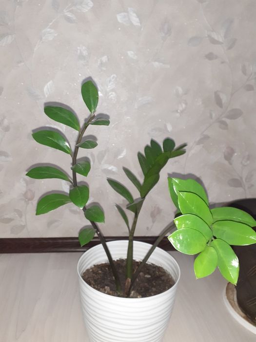 Гүлдер жап жасыл адемы боп турады