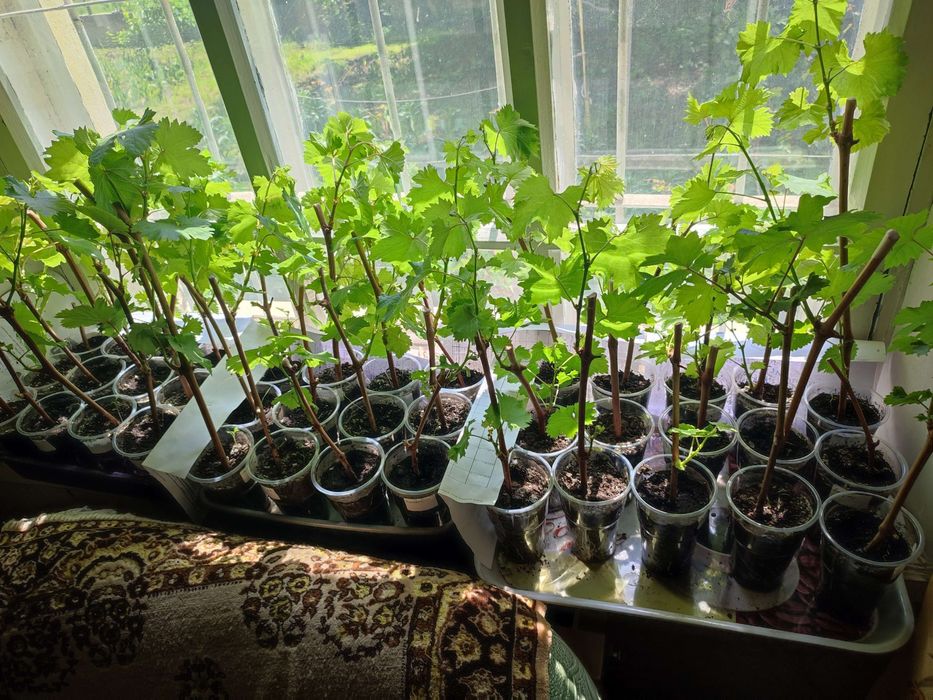 Вегетирующие саженцы винограда