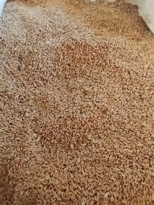 Grau de toamna de vânzare