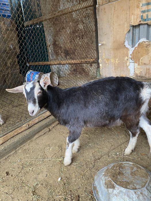Продается коза и козлята