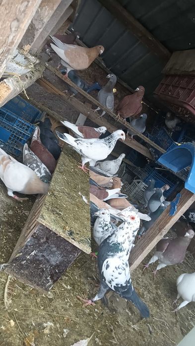 Vînd porumbei voiajori sănătoși